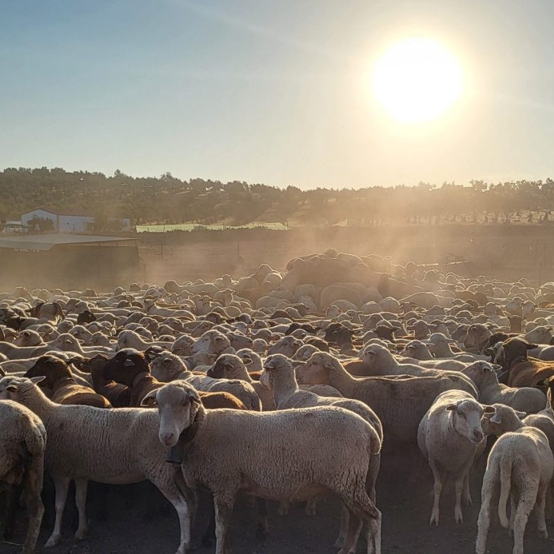 Rebaño de ovejas en un campo polvoriento, con el sol brillando al fondo.